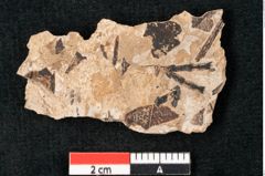 Foto (Detailansicht) von Callitris brongniartii Endl. (NHMW-GEO-2024-0188-8226)